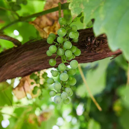 With 3 Apartments, Just Outside Berlin, Near To Tesla דירה Burig