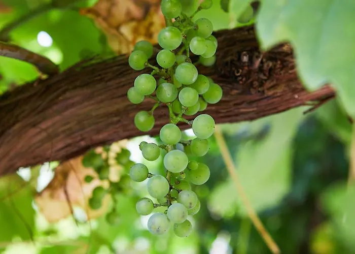 With 3 Apartments, Just Outside Berlin, Near To Tesla Apartment Burig